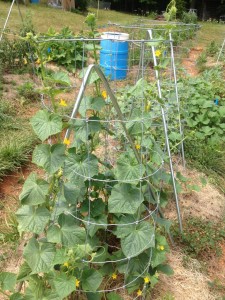 cucumber trellis