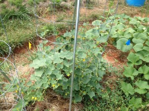 cucumbers on trellis