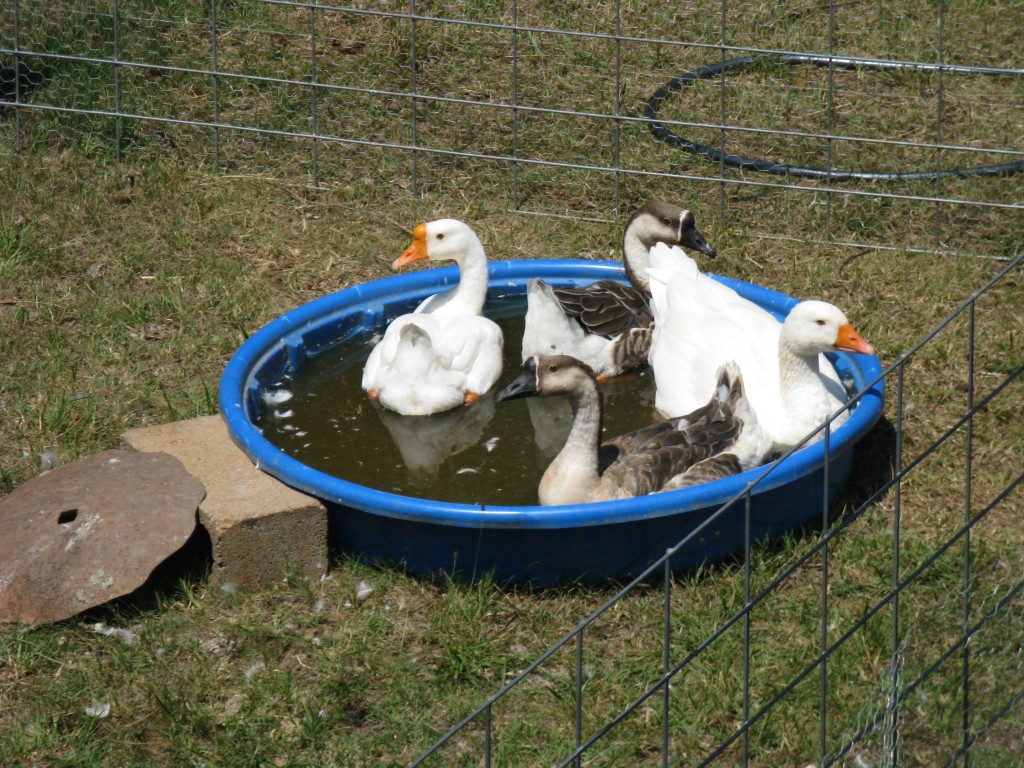 all four geese chilling in their kiddie pool together!