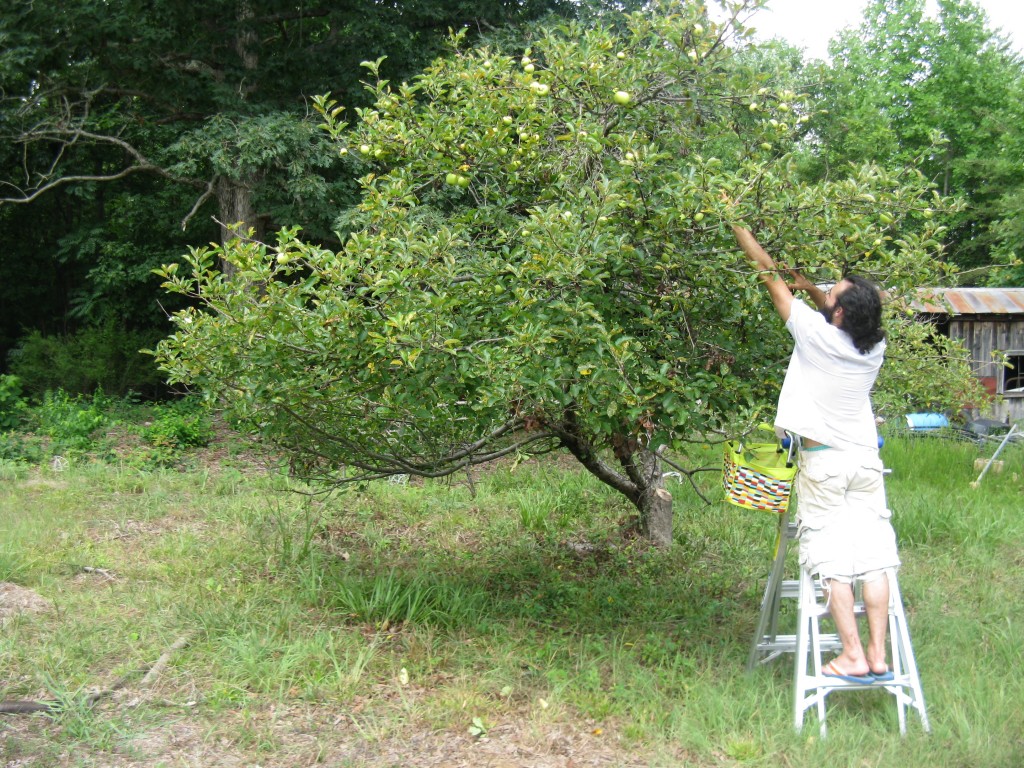 our (golden delicious?) apple tree