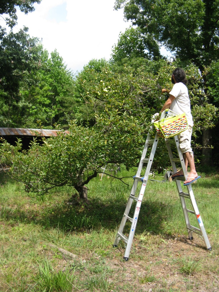 jason climbing the ladder to get to the apples at the top.