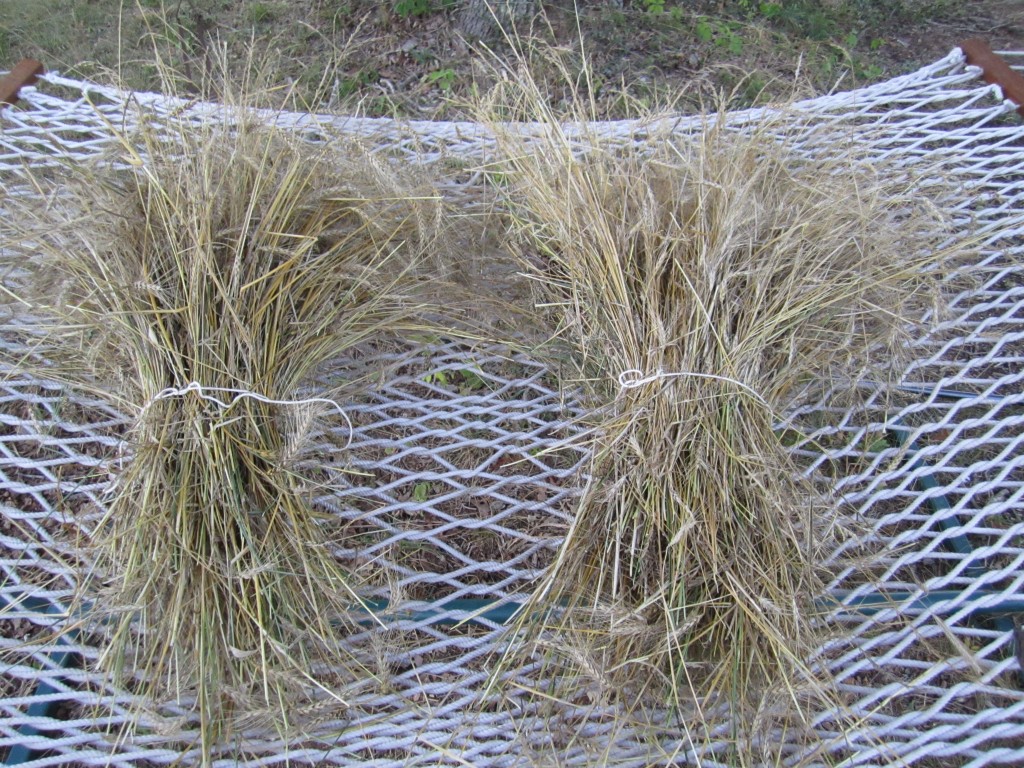 sheaths of homestead wheat