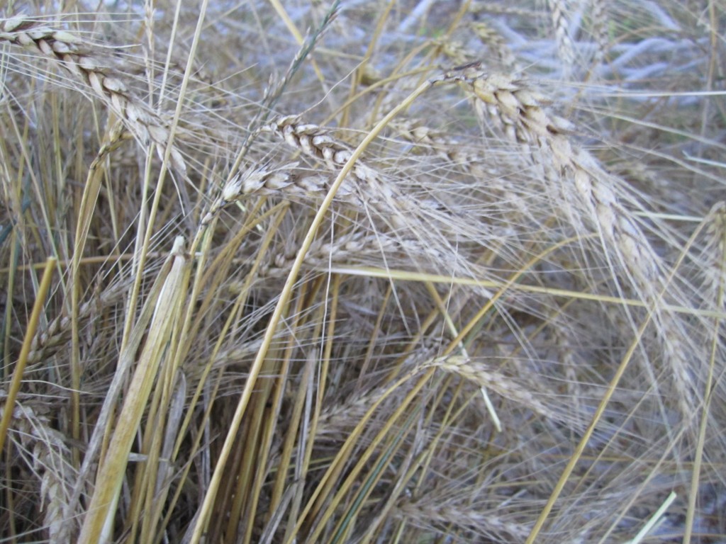 homestead blog wheat