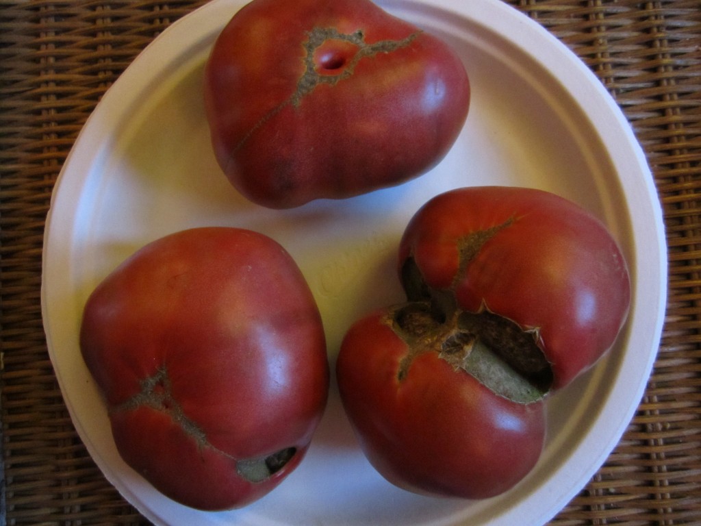 cherokee purple tomatoes!