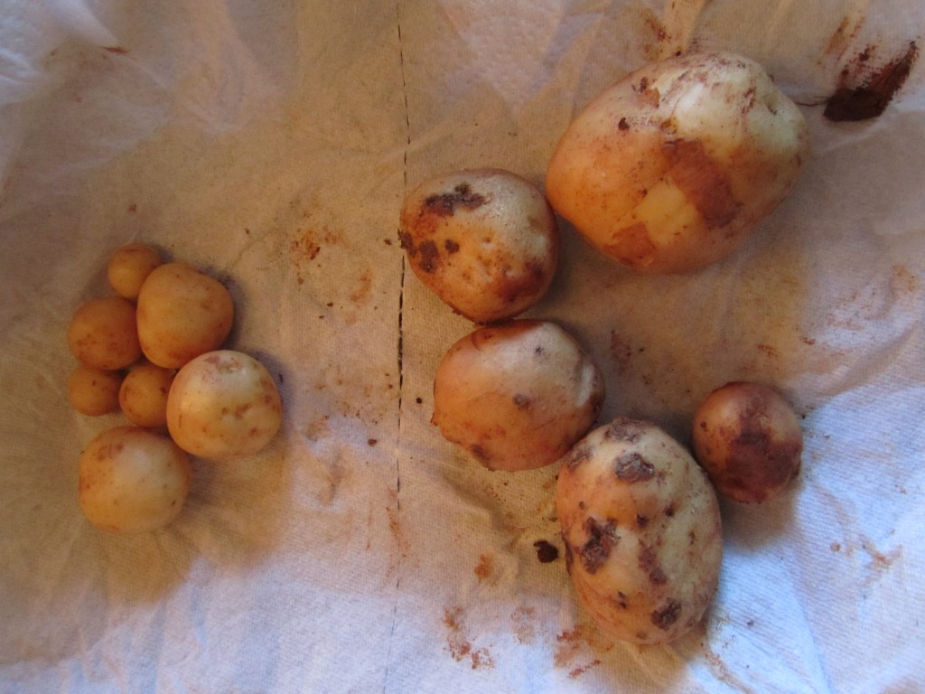 early ohio vs cobbler potato