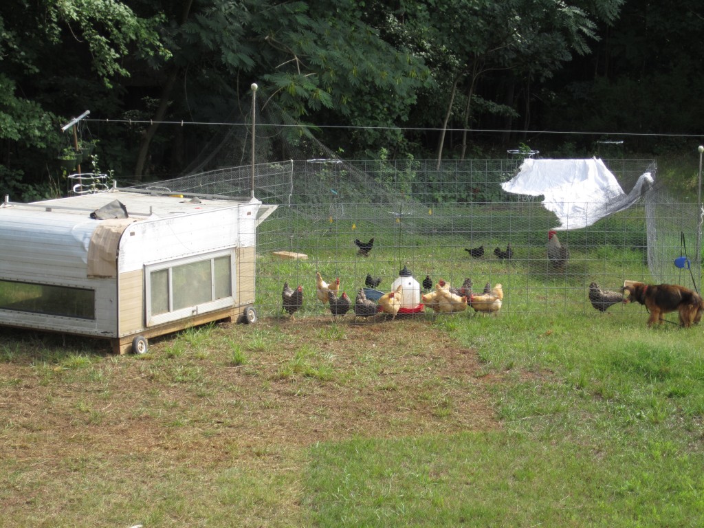 mobile chicken paddock system