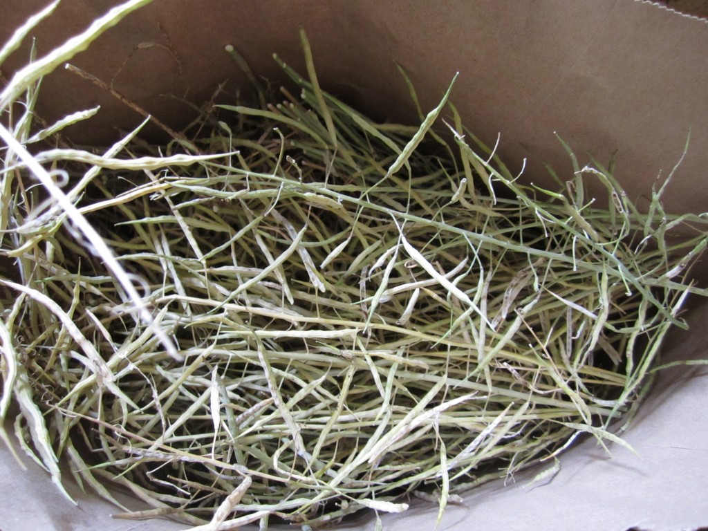 kale seed pods stored in a paper bag to dry