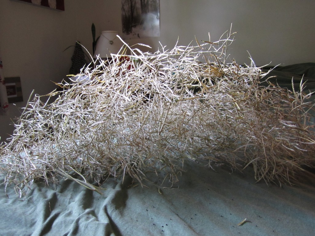 emptied kale stems and pods