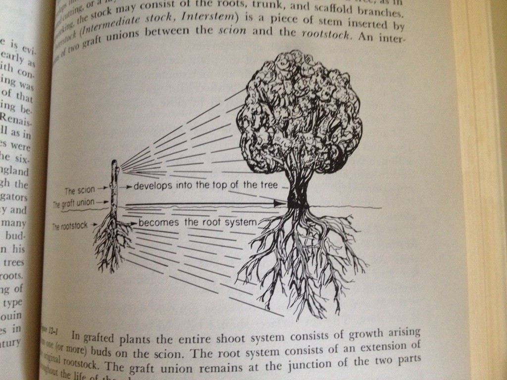 Grafting Book