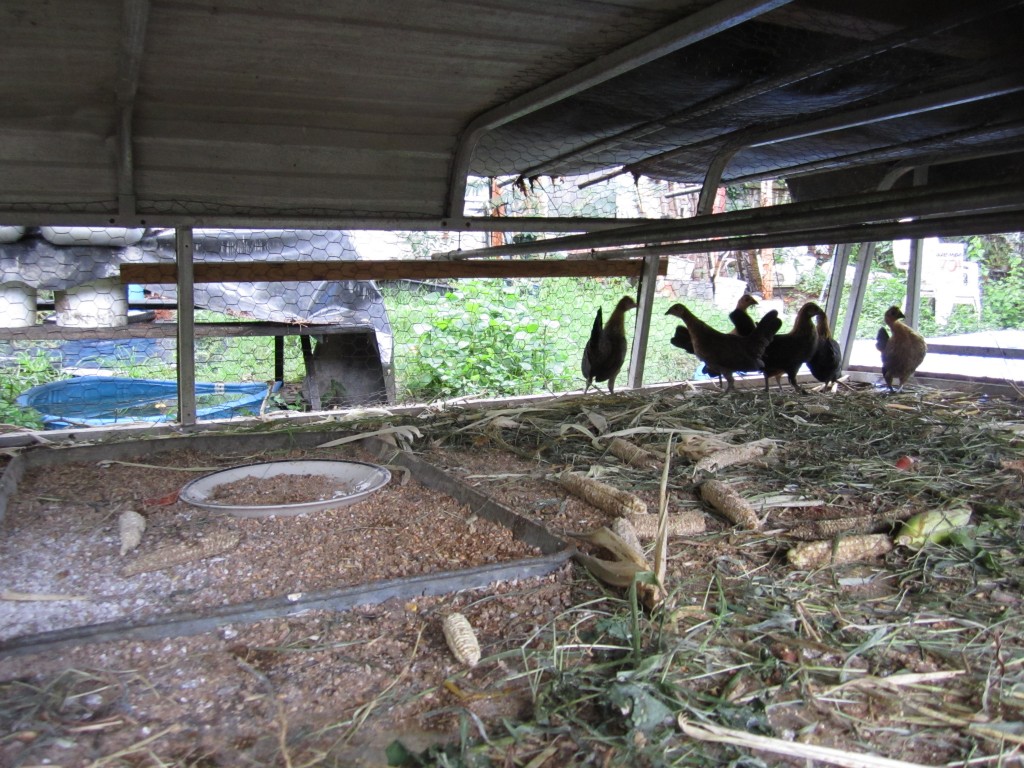 the bantam hens that we'll bring home soon.