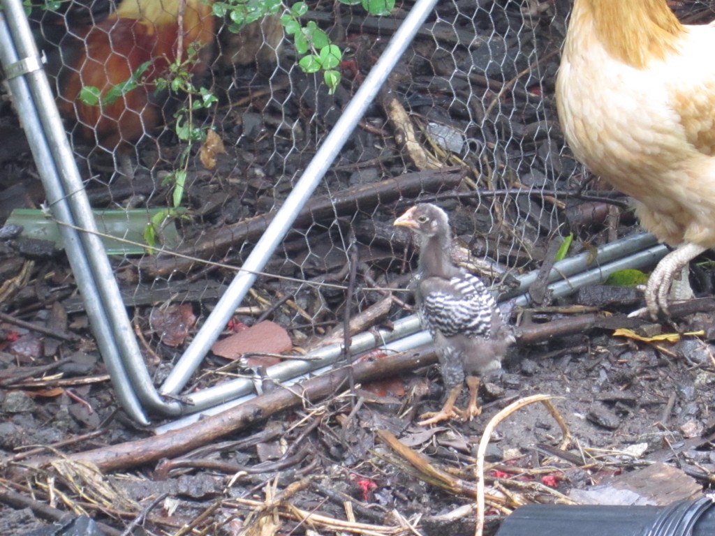 rex's progeny: first chick!