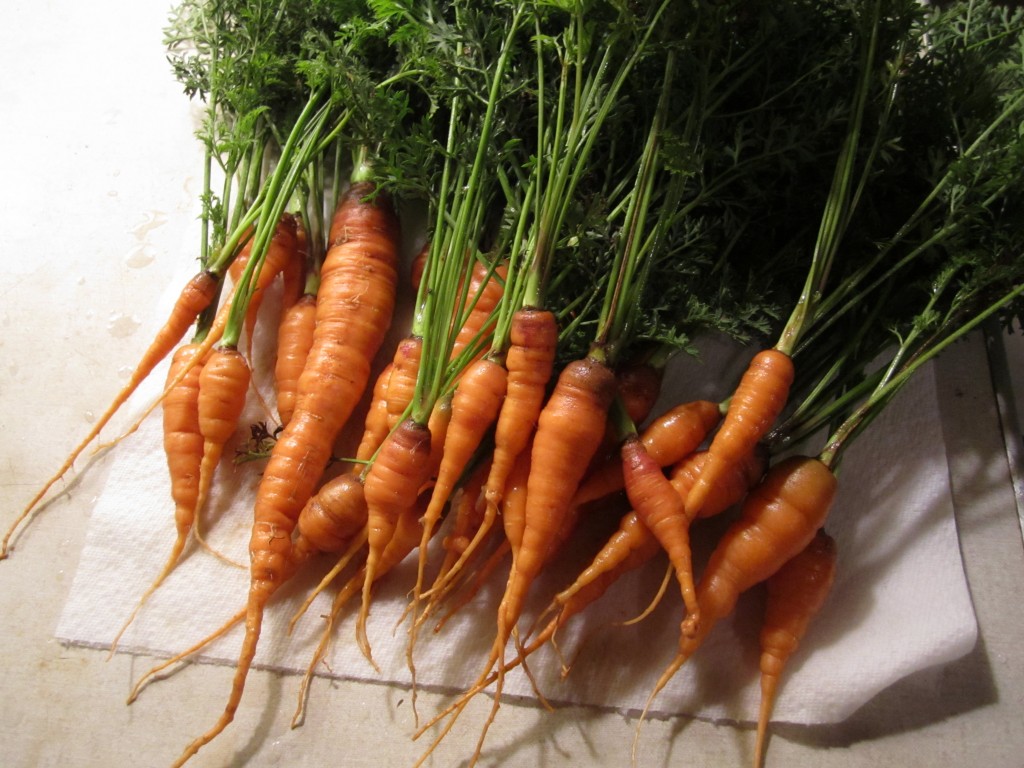 freshly picked garden carrots!