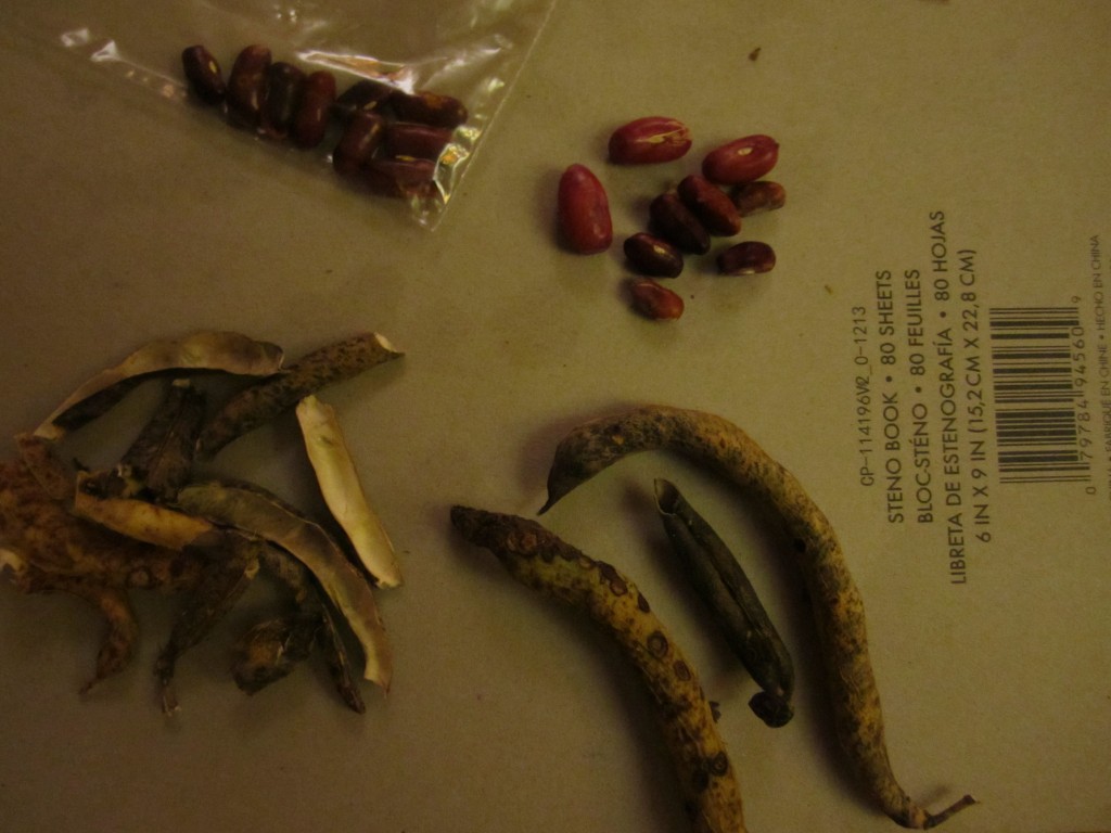 greenbean hulls and greenbeans, in different stages of curing 