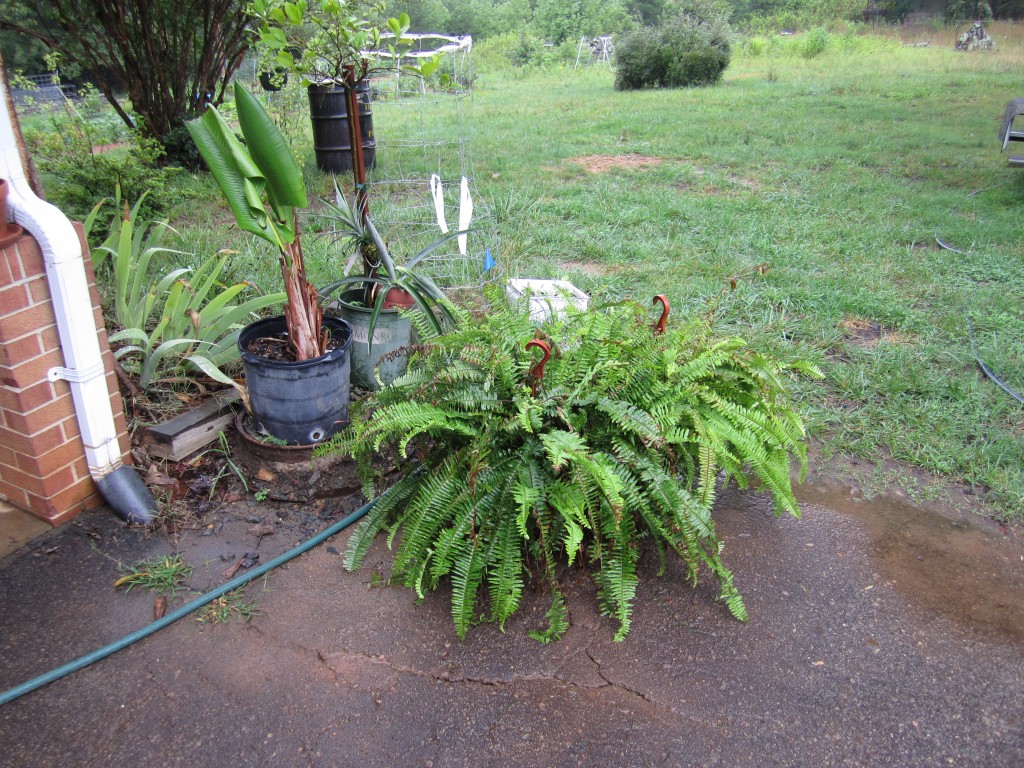 the ferns that hang in the carport get brought out for a long drink of rain water.