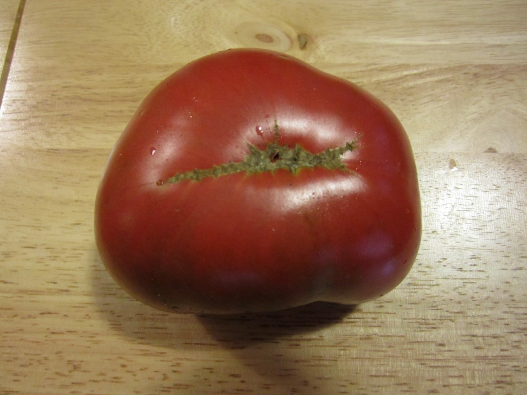 the ripened base of the cherokee purple, champion of tomatoes!