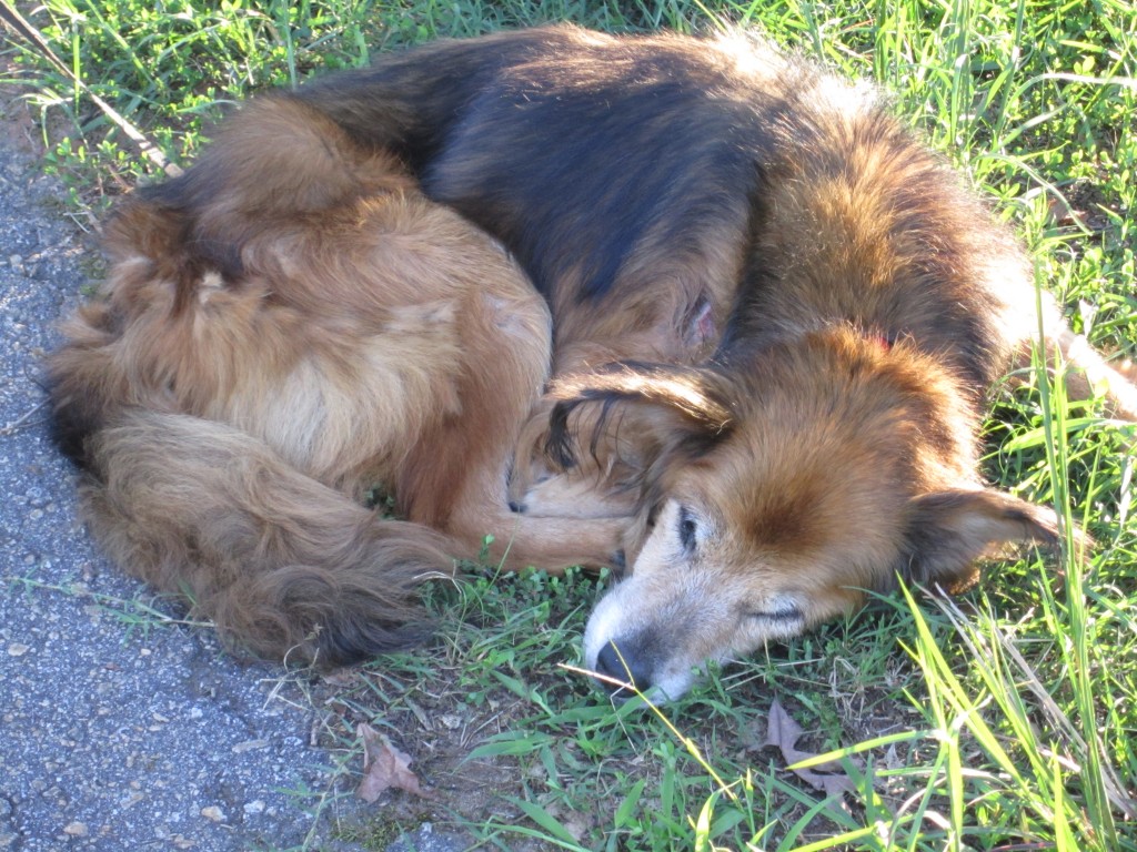 my pal bridey, taking a nap.