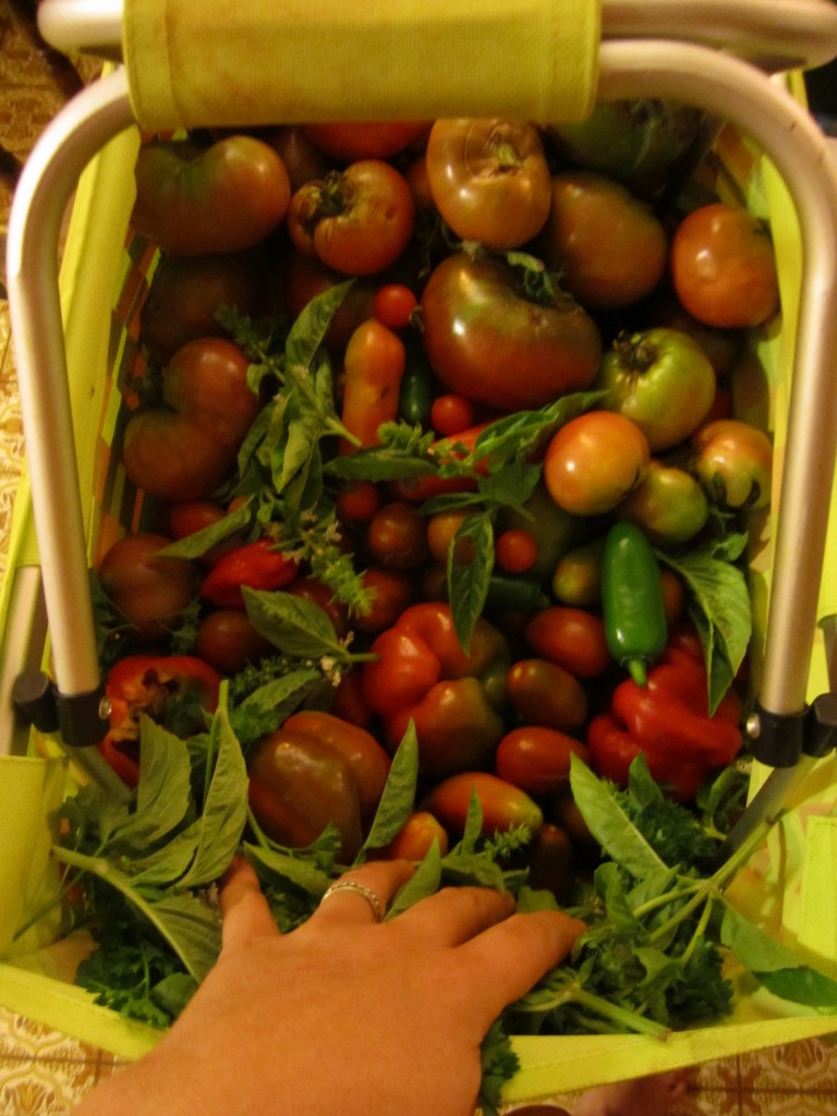 my heavy picking basket, filled with tomatoes, peppers, and some basil.