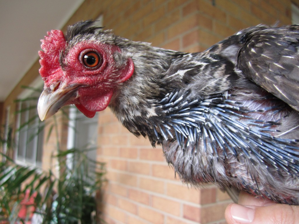 bren's feathers begin to return on her neck and chest...