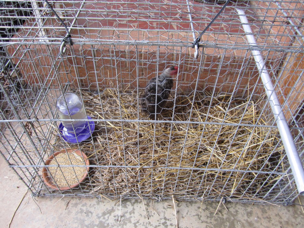 bren, enjoying her time in the chicken spa