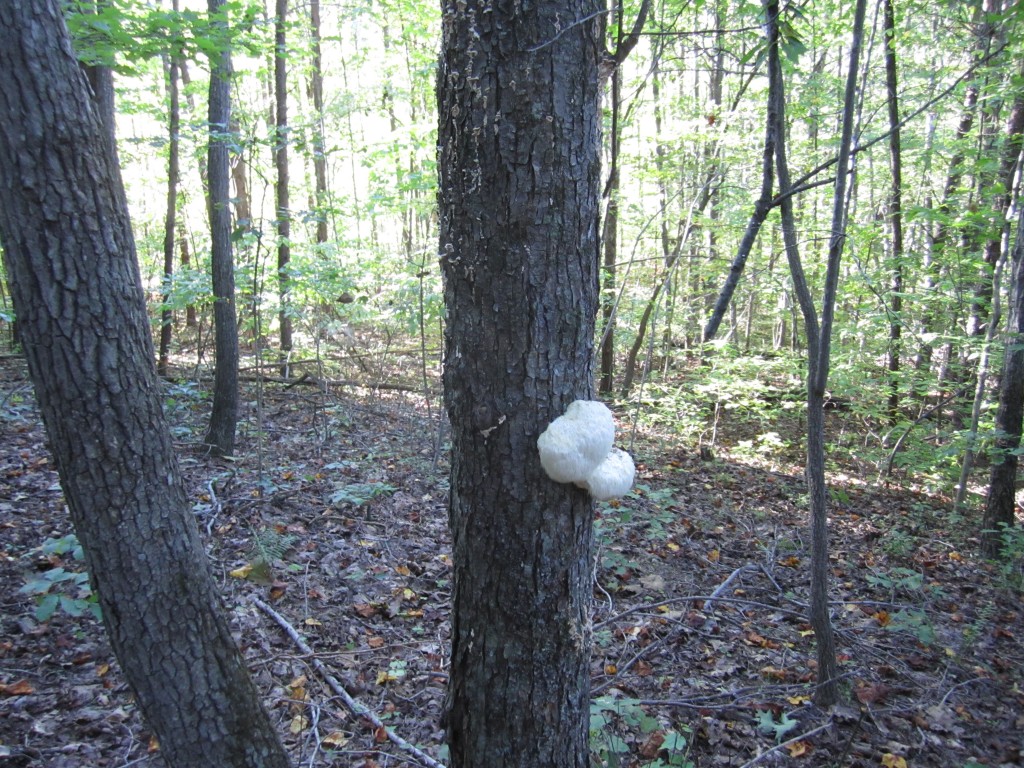 wild lion's mane mushroom