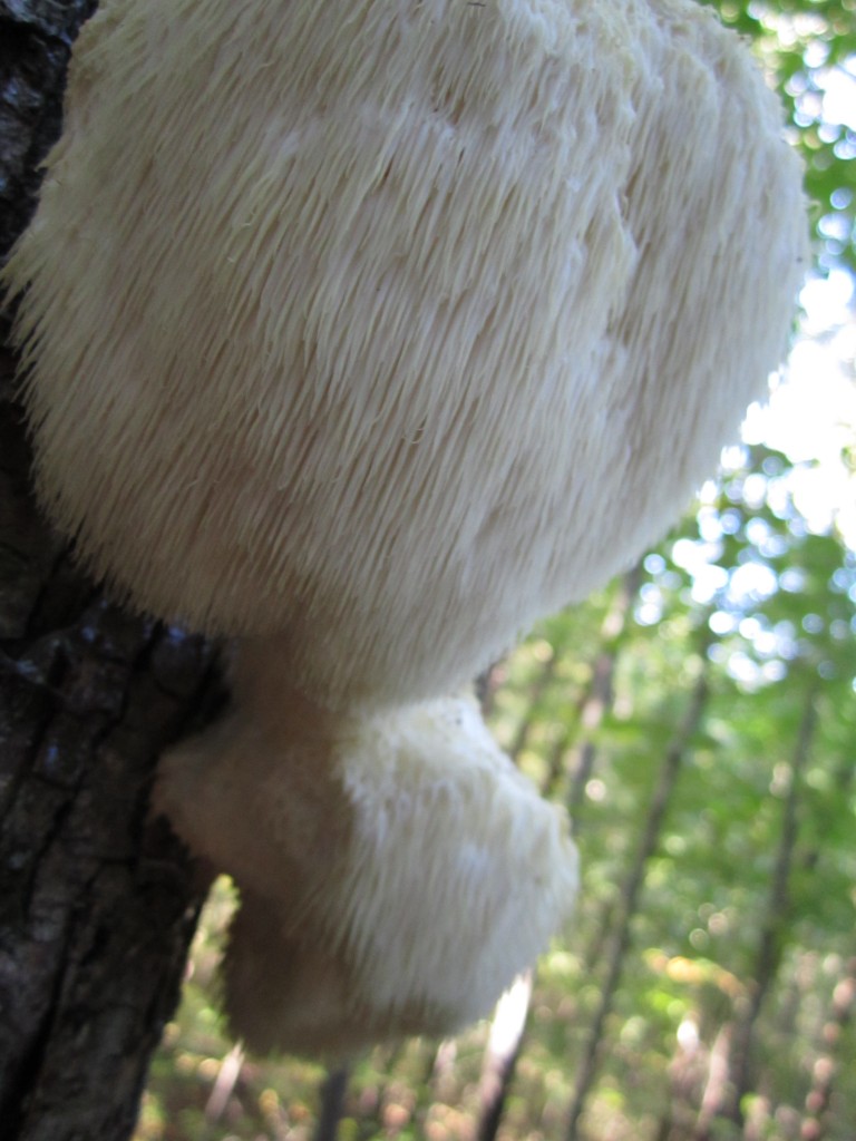 lion's mane mushroom foraging