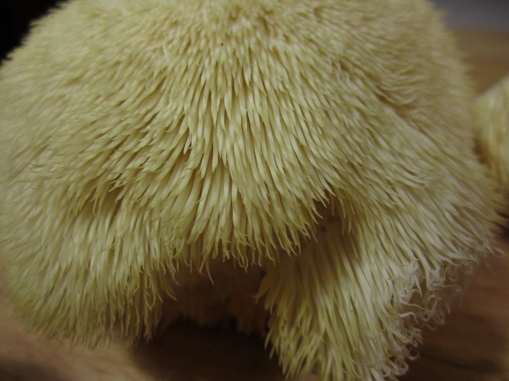 cooking lion's mane mushrooms