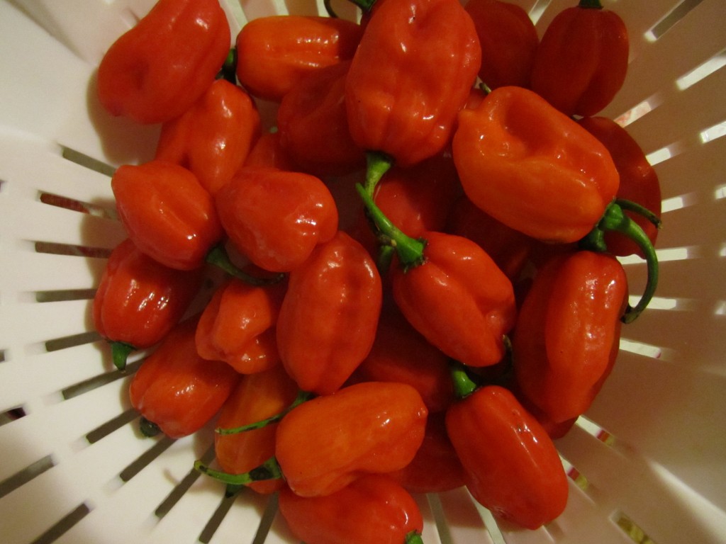 delicious aji peppers... introduced to us in peru!