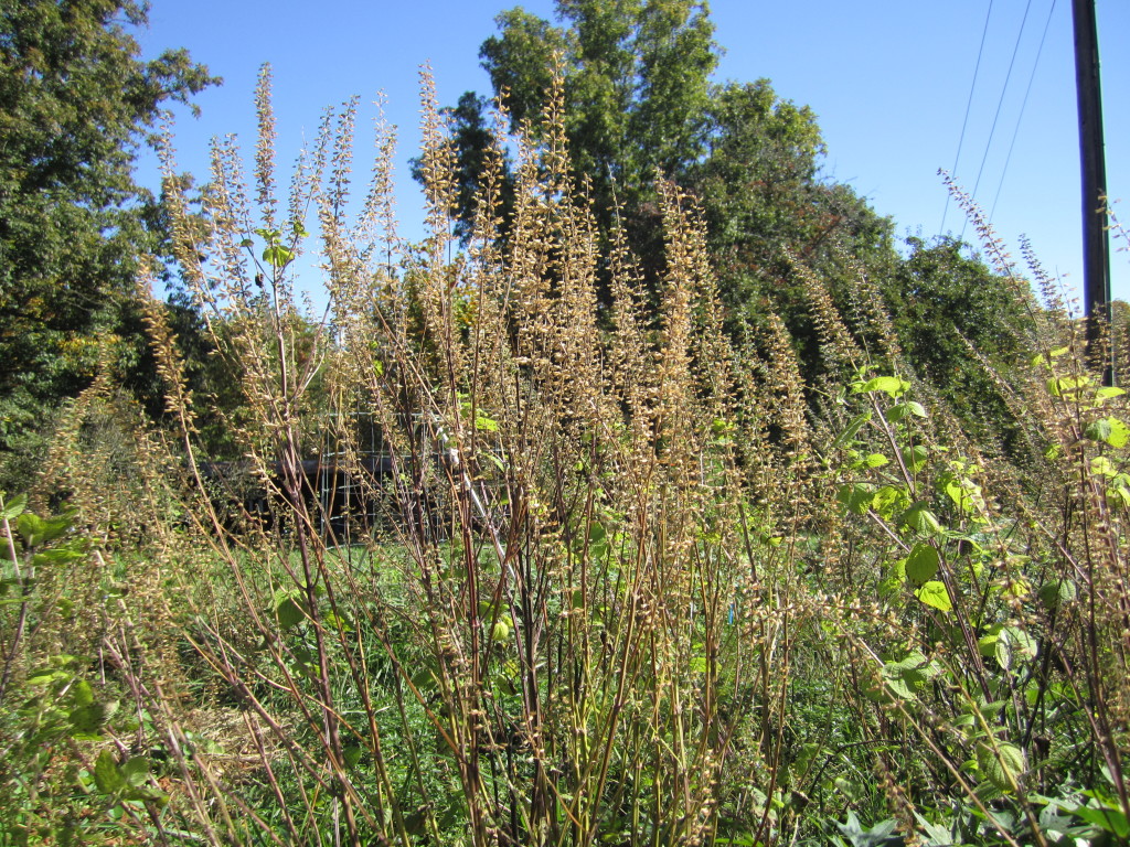 harvesting chia seed