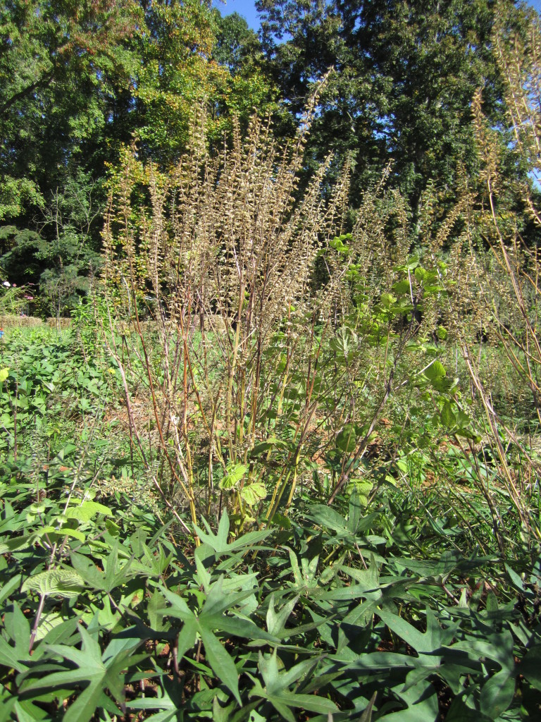 when to harvest chia