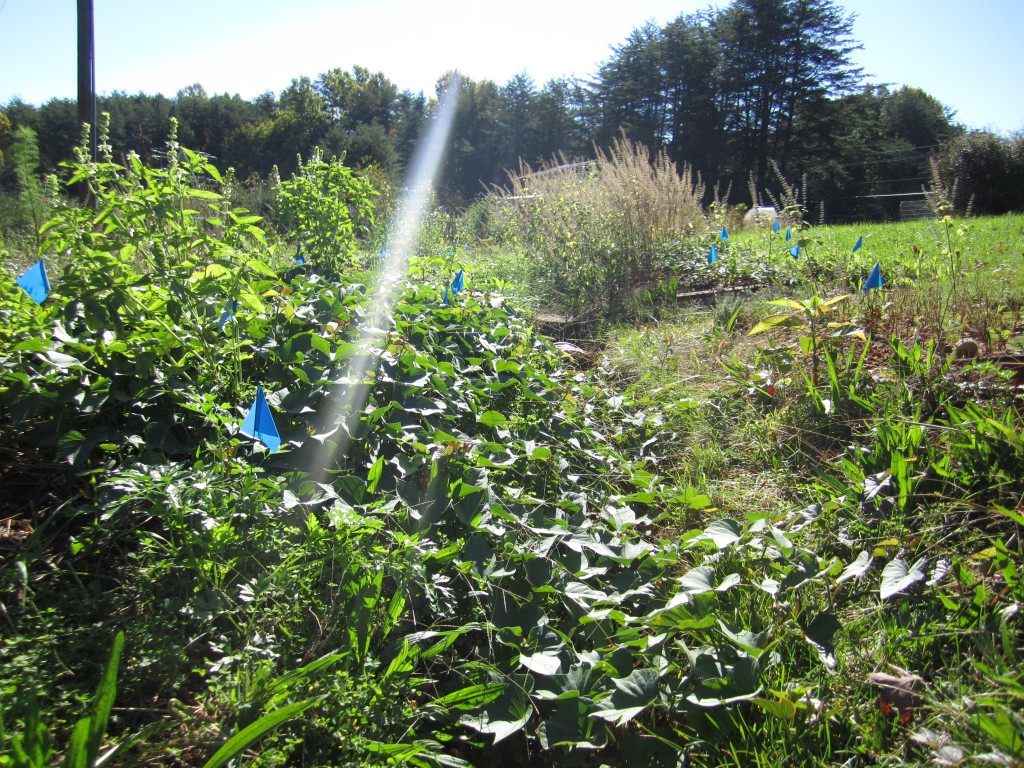 fall gardening 