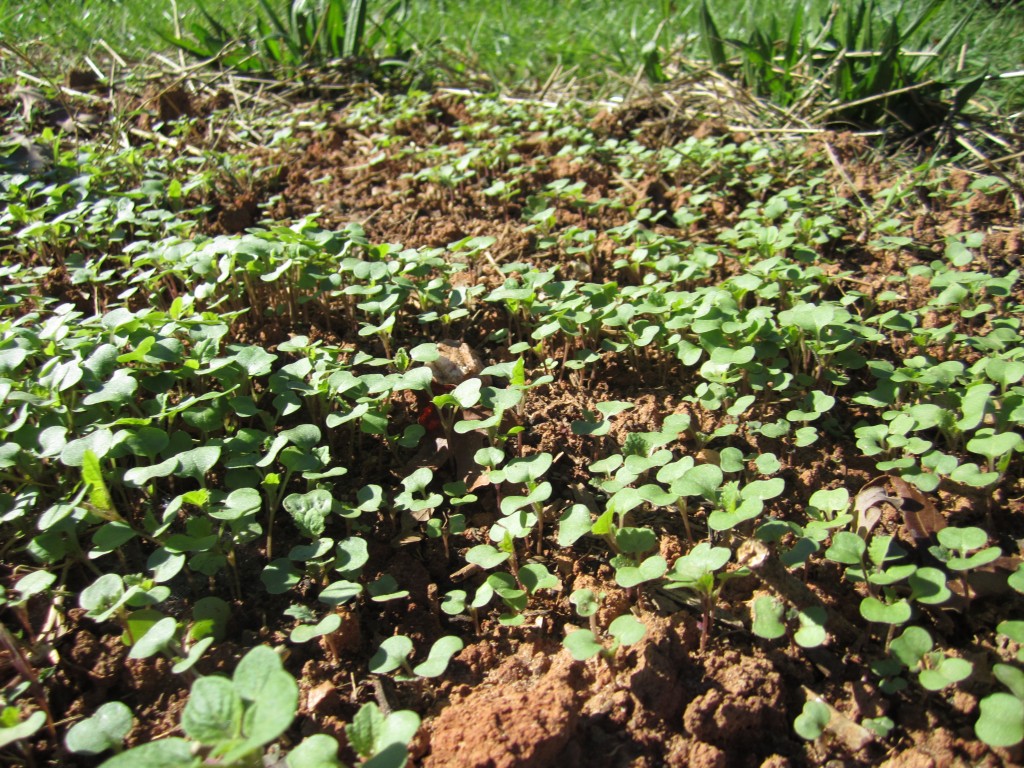 saved kale seed germinting