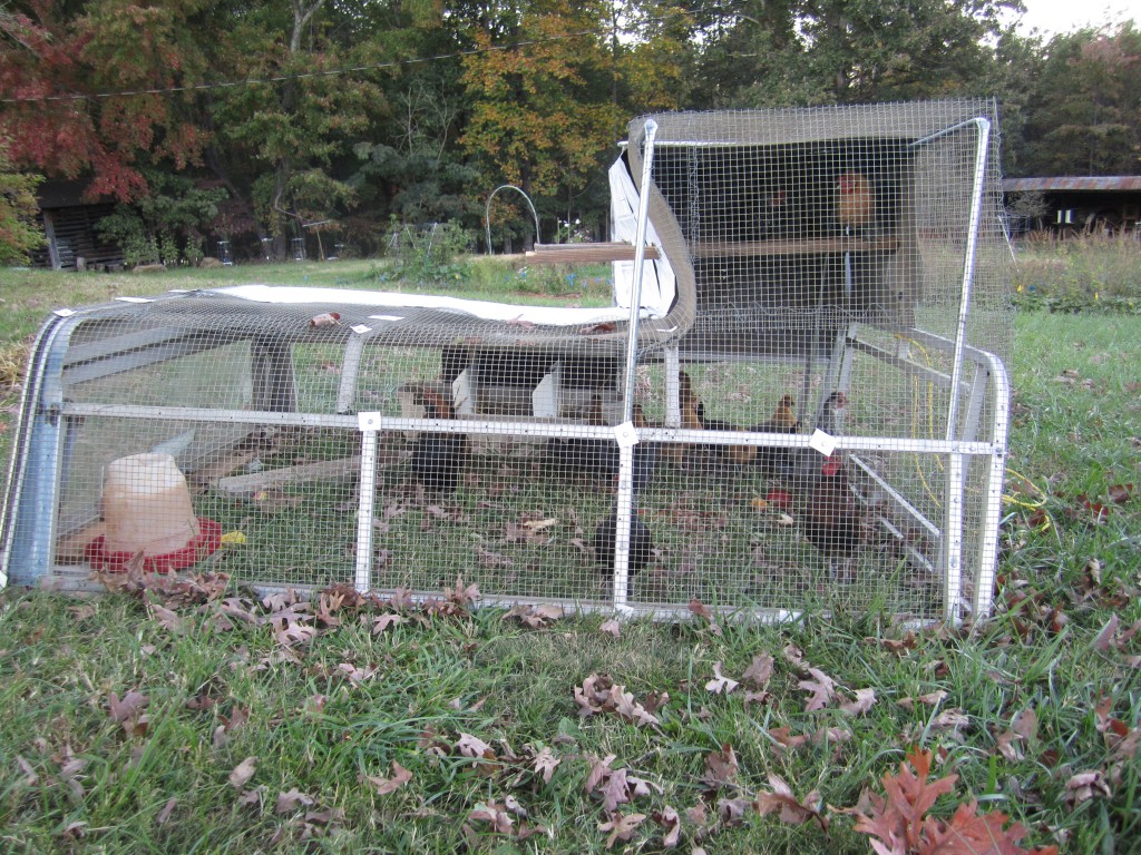 bantam chicken tractor