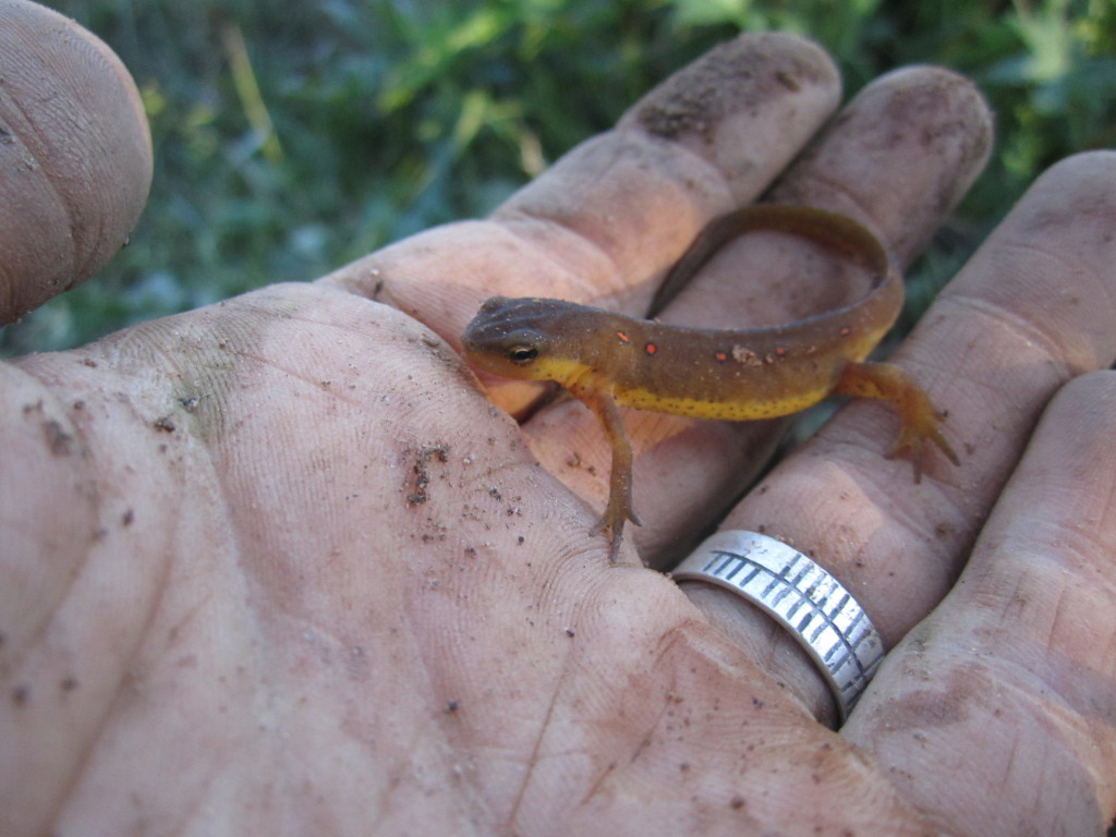 homestead newt