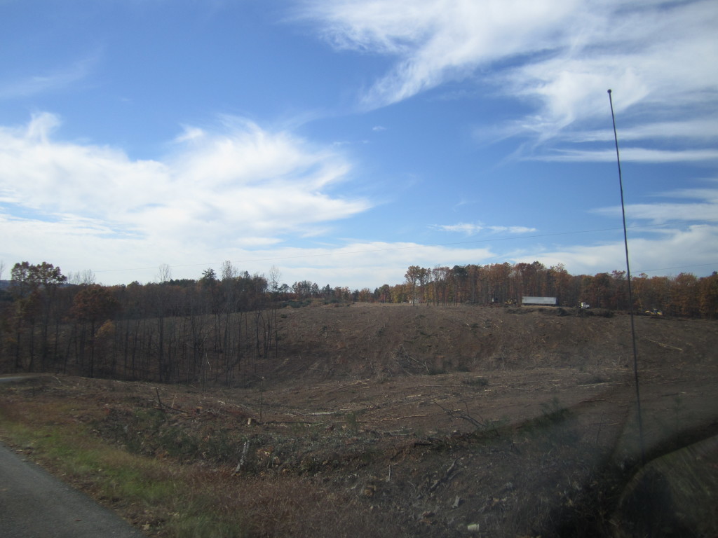 clear cut timber permacultre