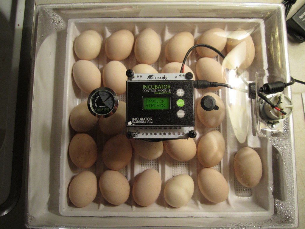 egg incubator