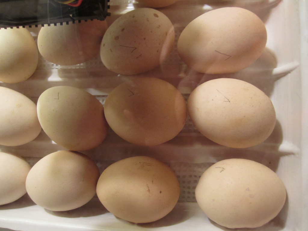 eggs