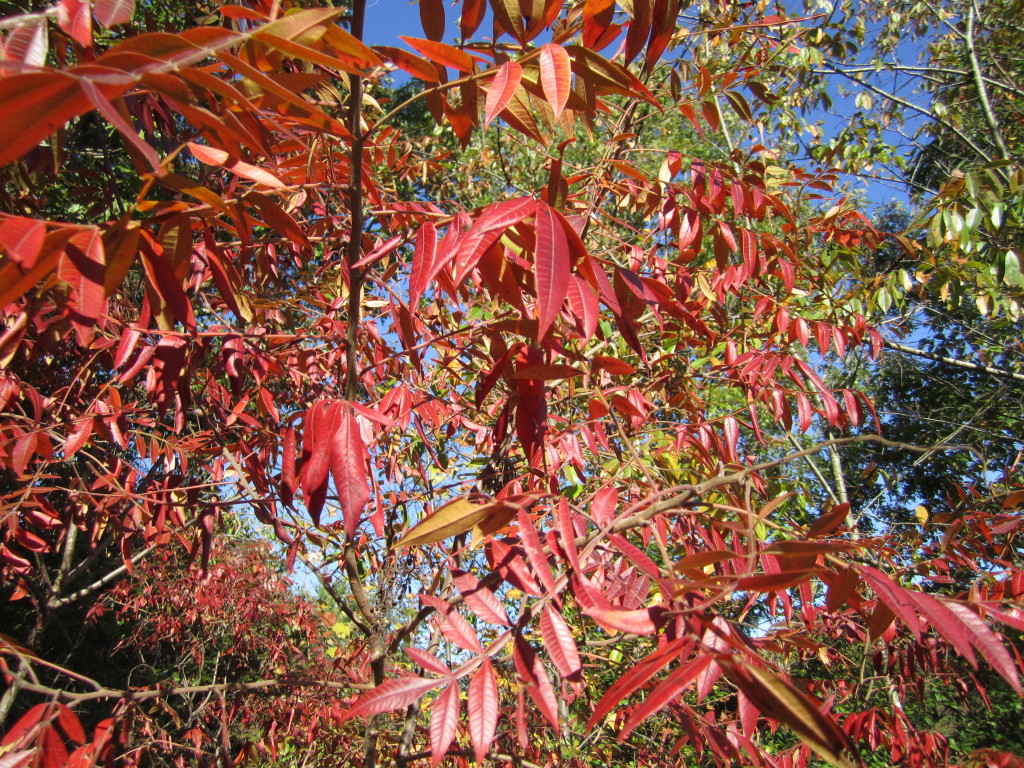 winged dwarf flameleaf sumac