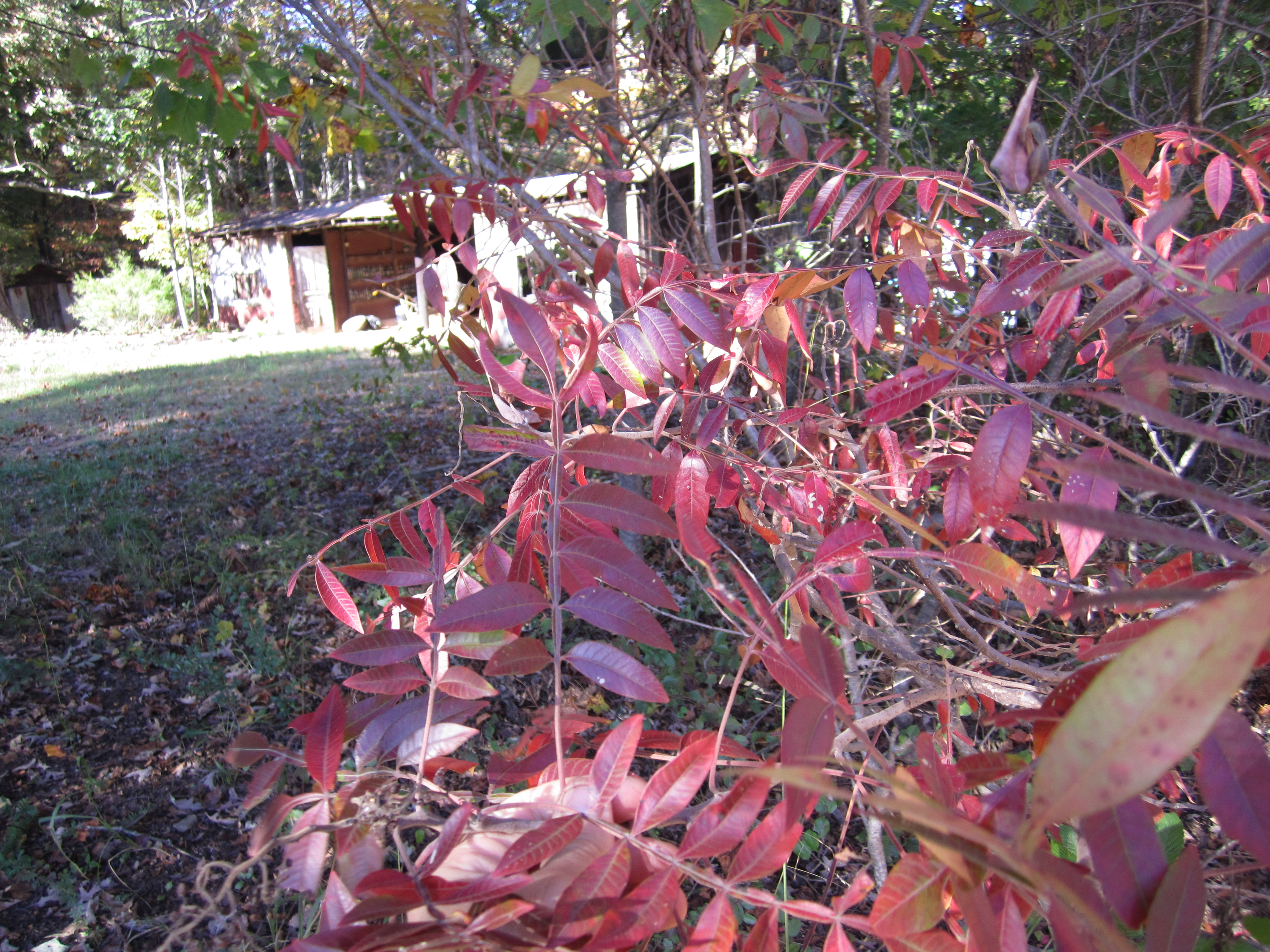 Rhus copallina- Winged Sumac