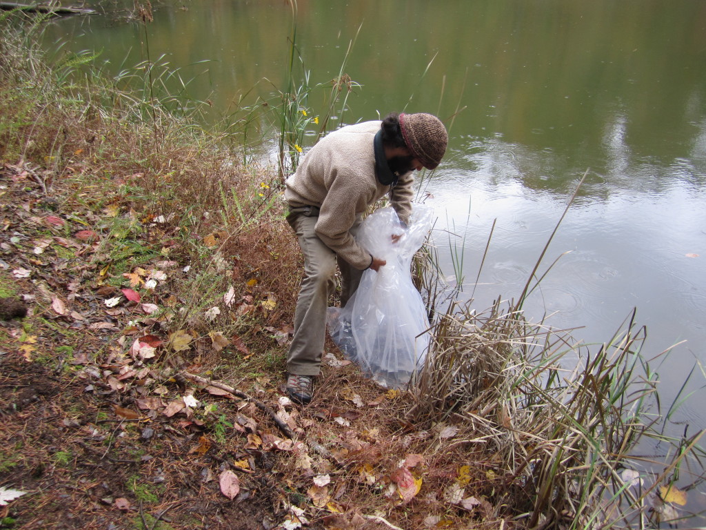 small pond catfish stocking