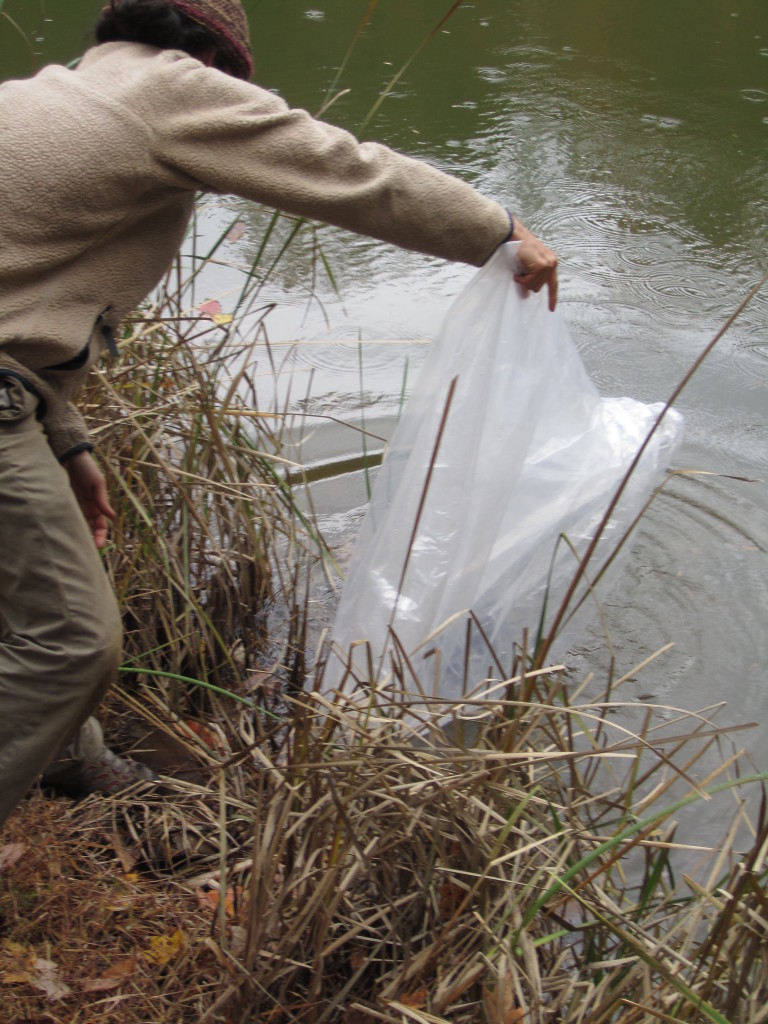 catfish small ponds