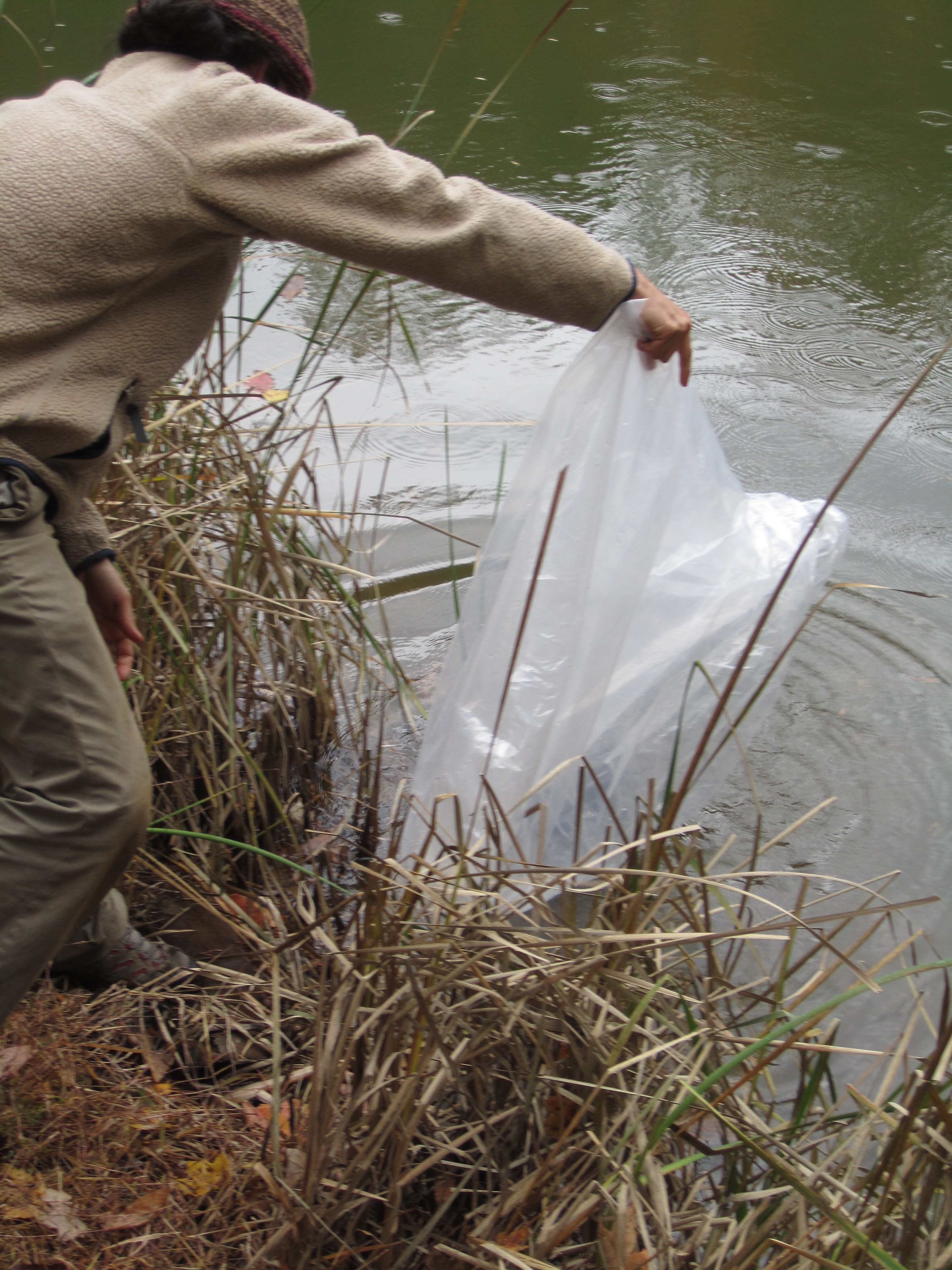 Small Scale Catfish Pond Stocking