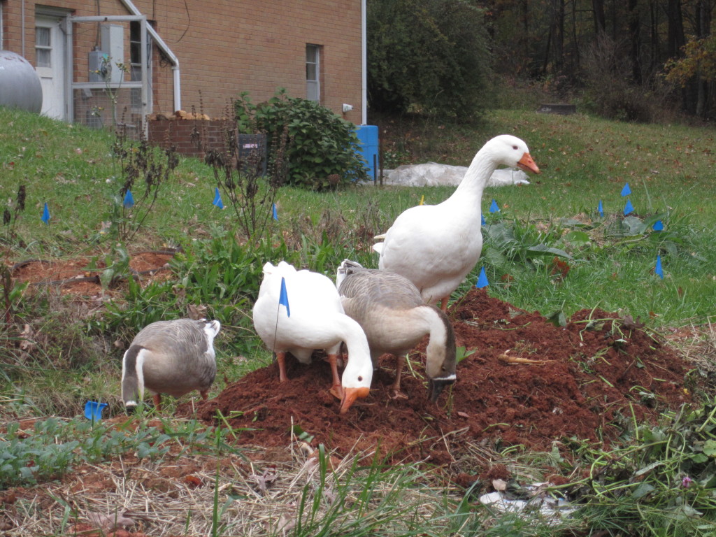 geese  sweet potatoes