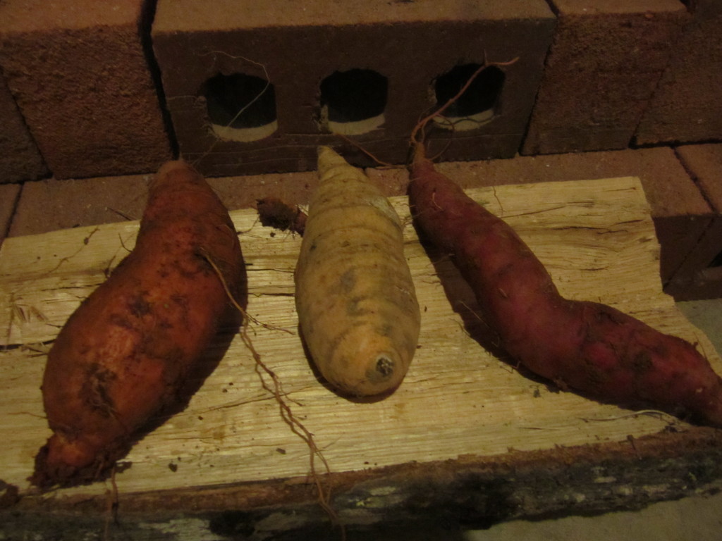 sweet potato varieties