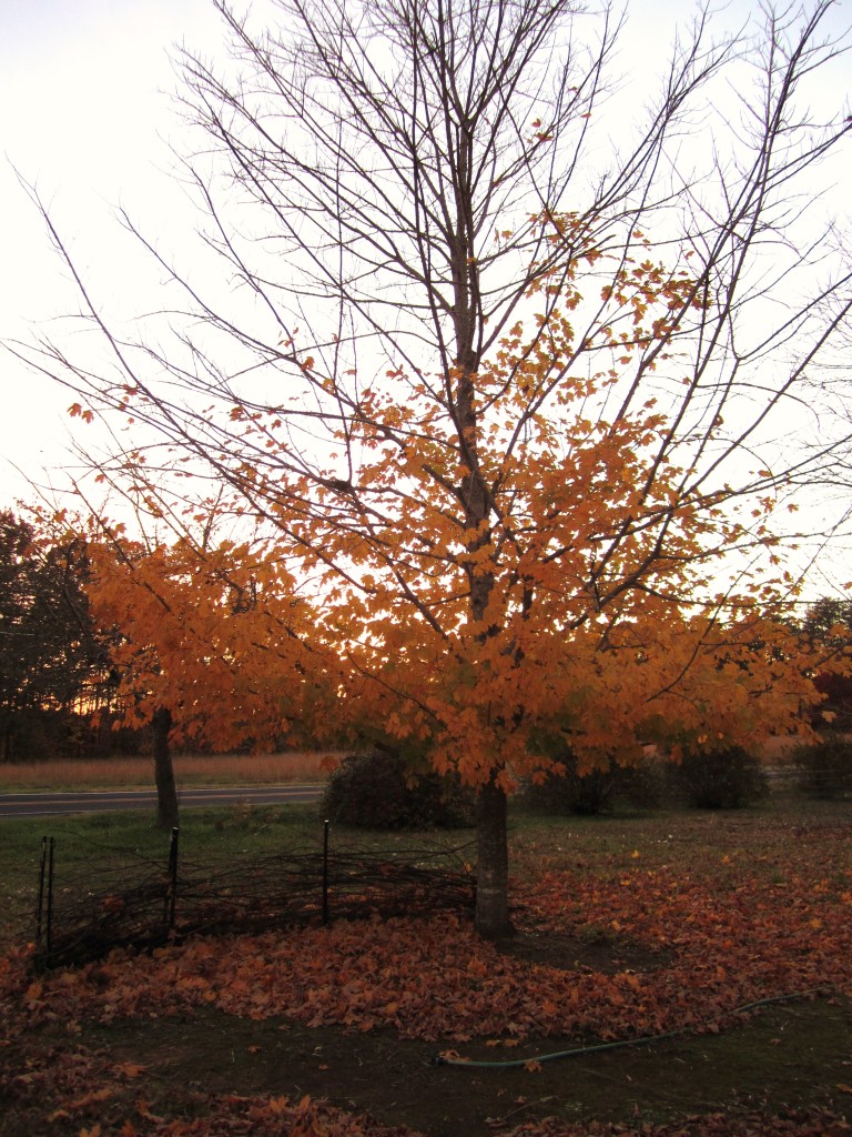 maple tee losing leaves