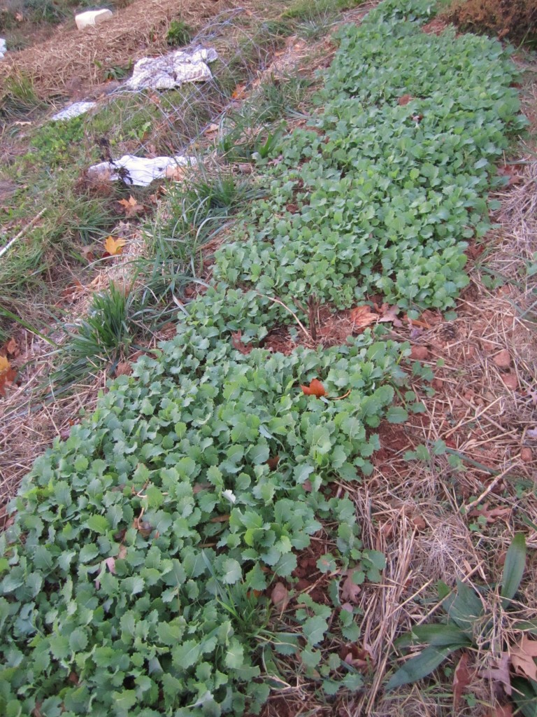 baby kale