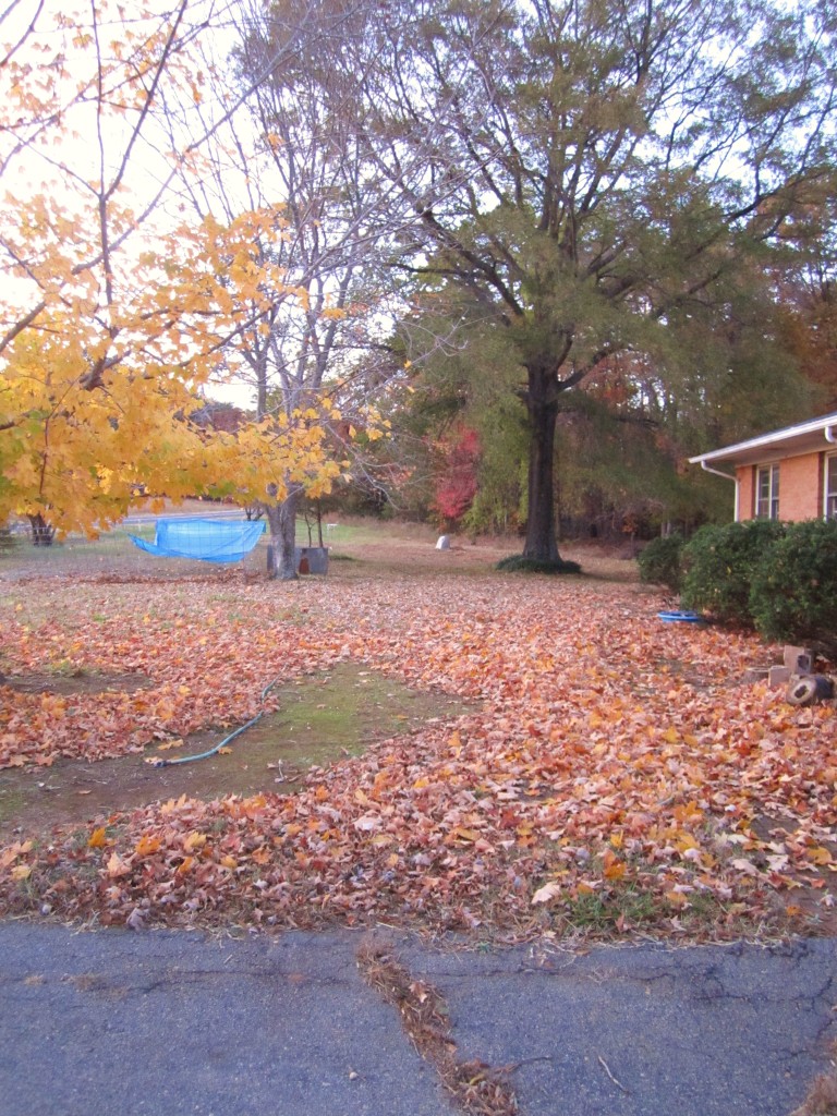 leaves in yard