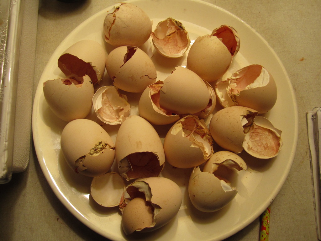 broken egg shells