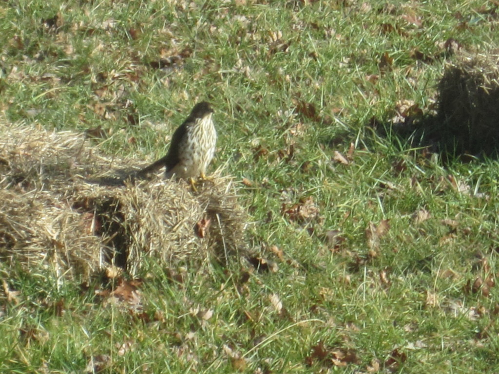 hawk chickens