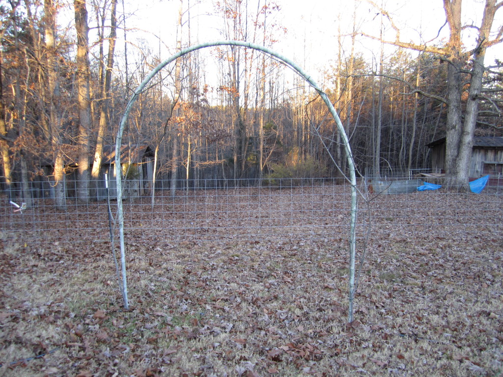 cattle panel fence