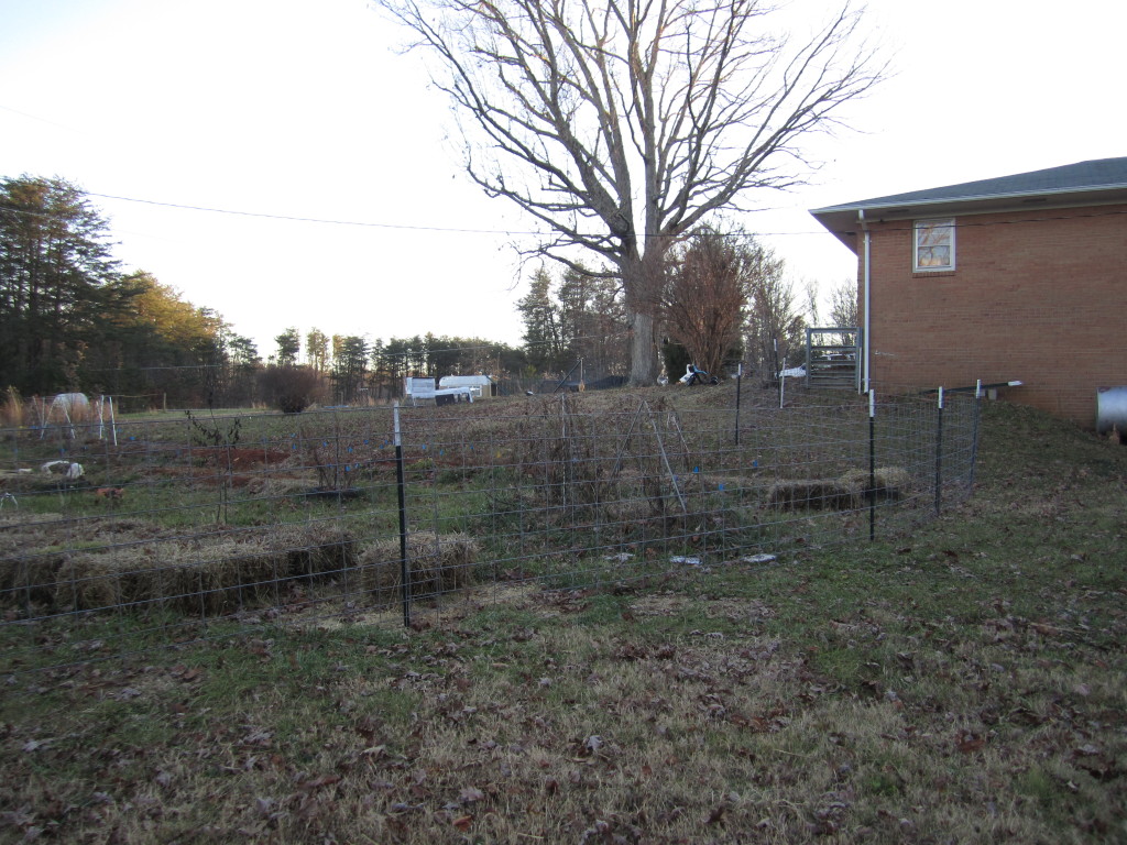 cattle panel fence